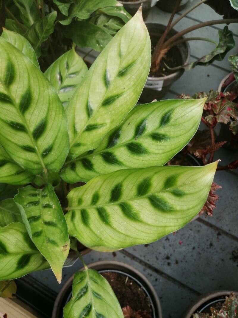 Calathea bachemiana leaf