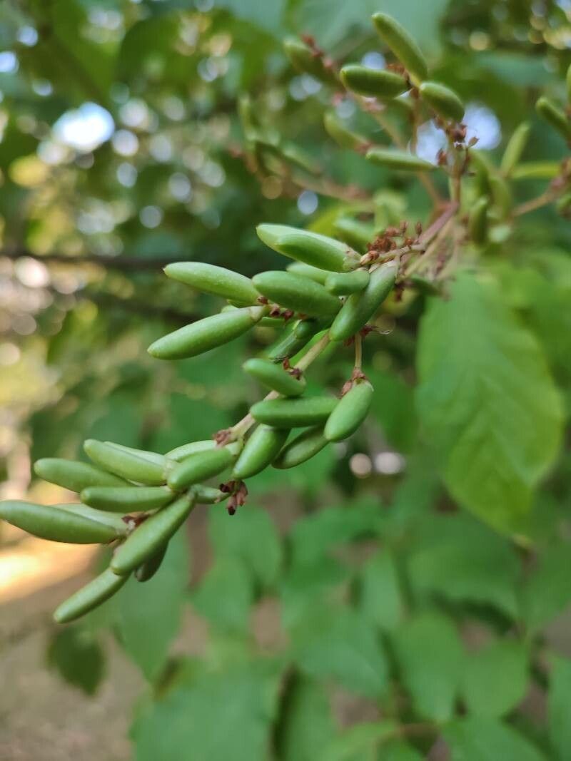 Syringa josikaea fruit