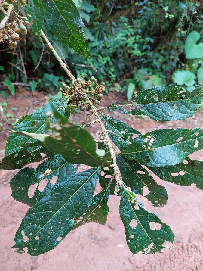 Aegiphila odontophylla — houseplant care guide