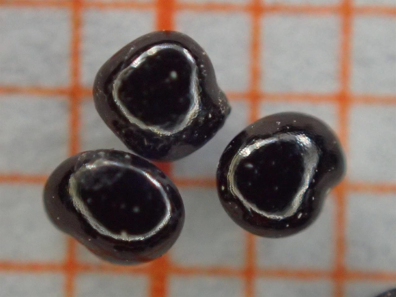 Adlumia fungosa other