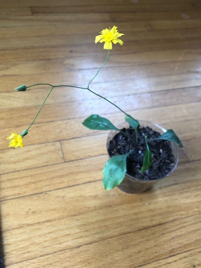 Hieracium venosum habit