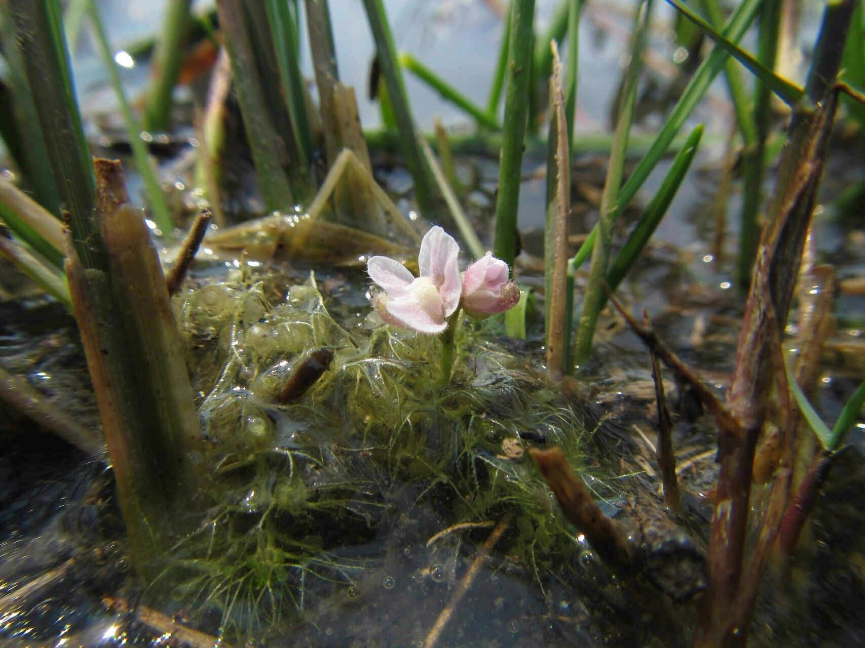Utricularia raynalii flower