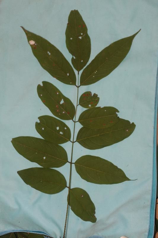 Vouacapoua americana leaf