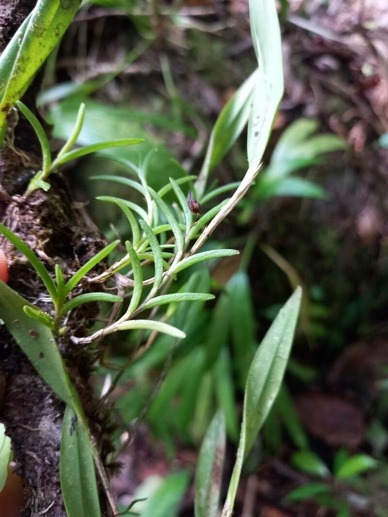 Jacquiniella globosa leaf