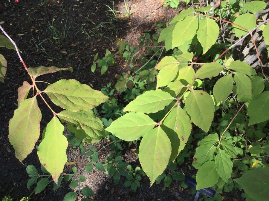 Euonymus oxyphyllus — search result for 'Celastraceae'