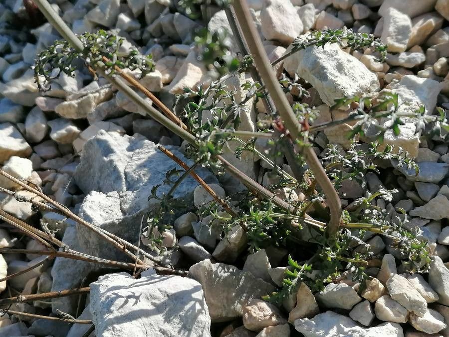 Scrophularia provincialis — search result for 'Scrophularia'