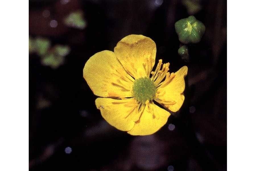 Ranunculus flabellaris flower