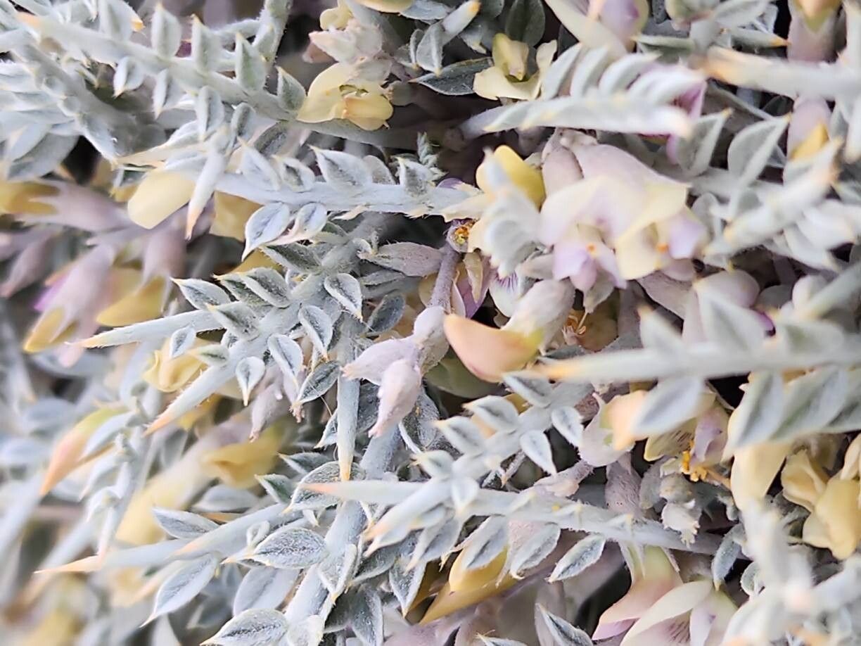 Astragalus gossypinus — houseplant care guide