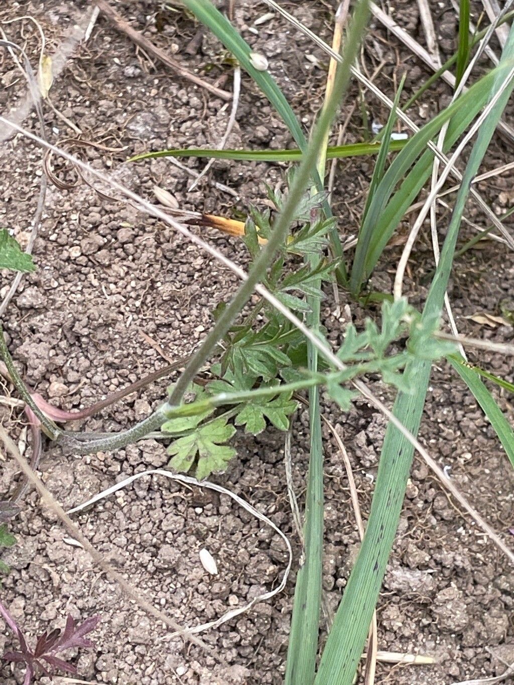 Pimpinella saxifraga leaf