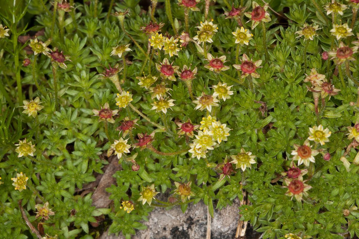 Saxifraga sedoides flower
