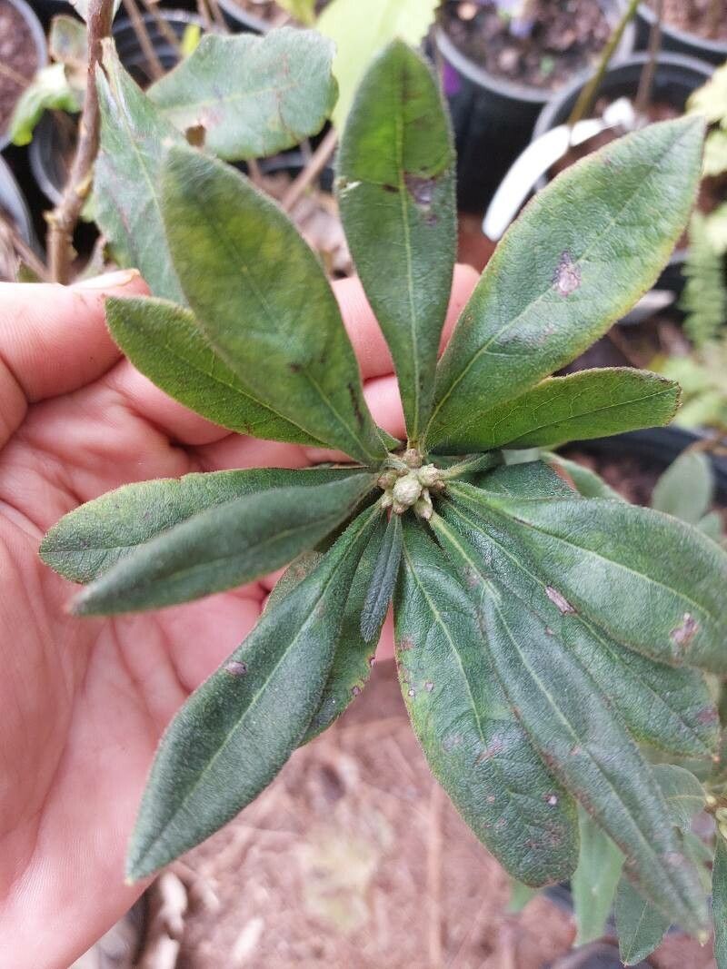 Rhododendron alabamense — search result for 'Alabama'