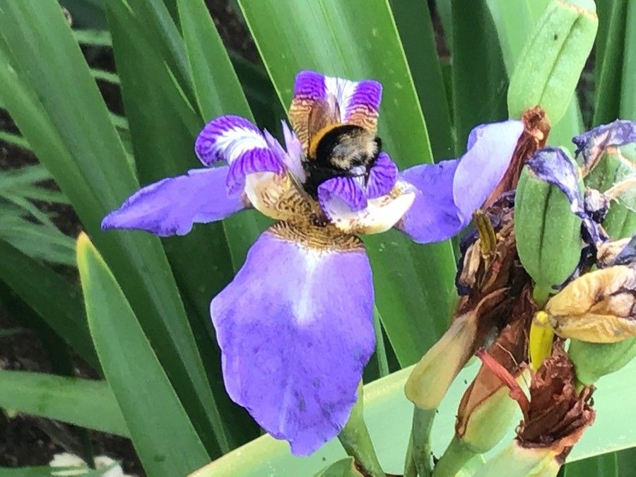 Neomarica caerulea flower