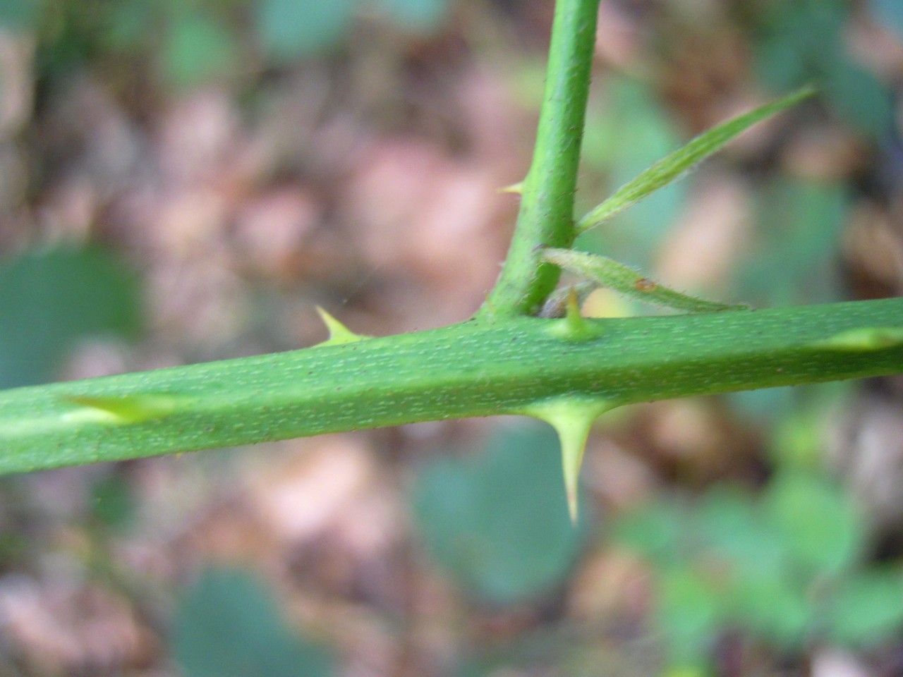 Rubus egregius bark
