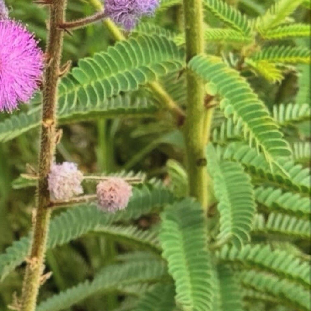 Mimosa dolens leaf
