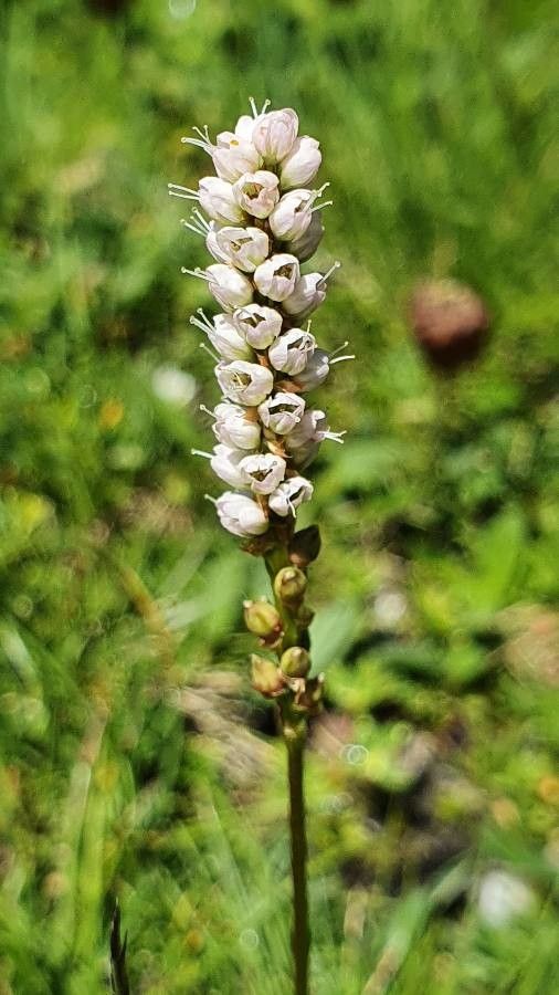 Bistorta vivipara flower