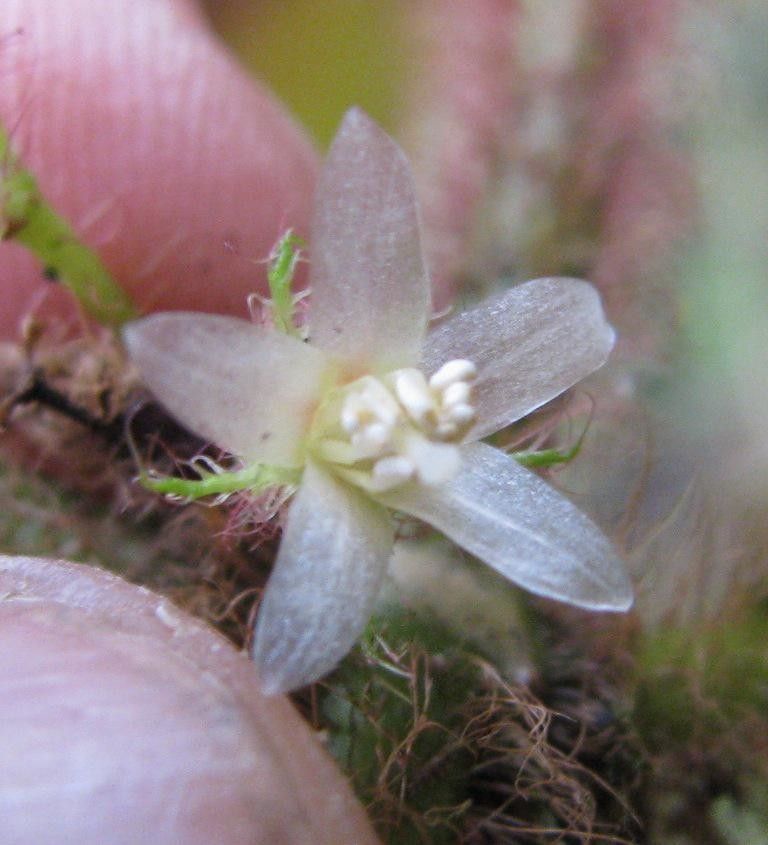 Clidemia mortoniana flower