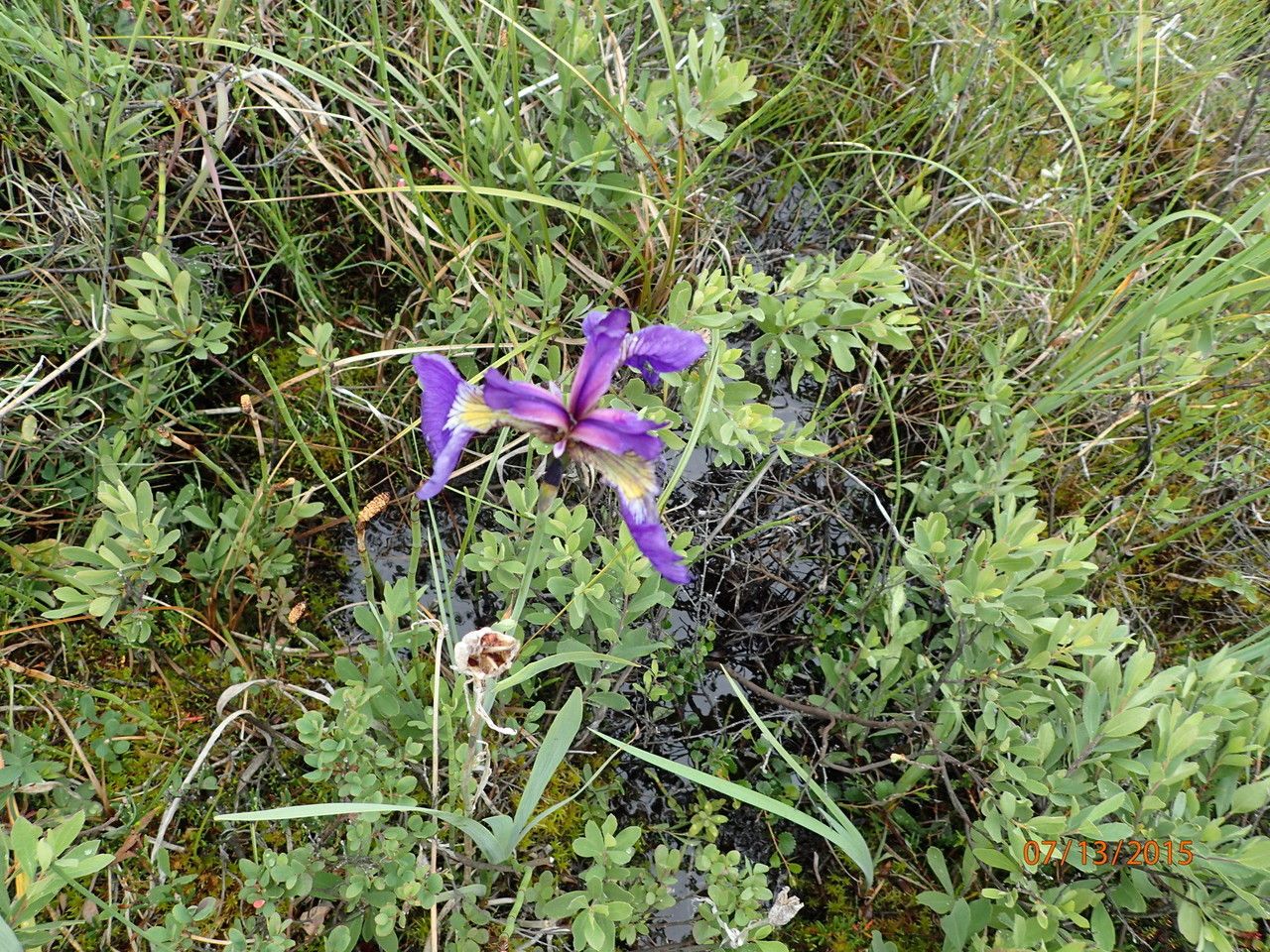 Iris setosa habit