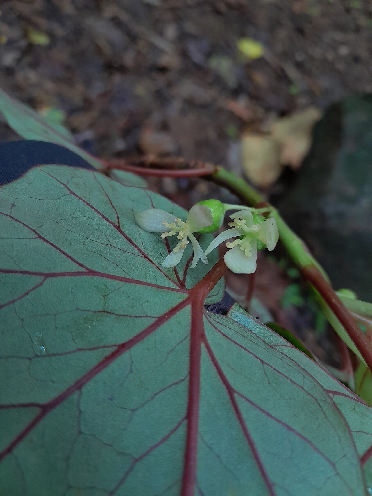 Begonia humbertii flower