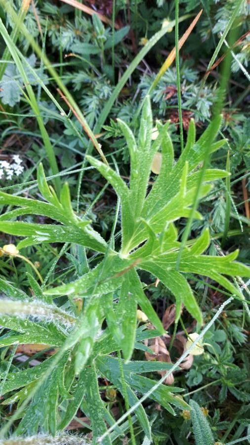 Anemone narcissiflora — search result for 'Narcissus'