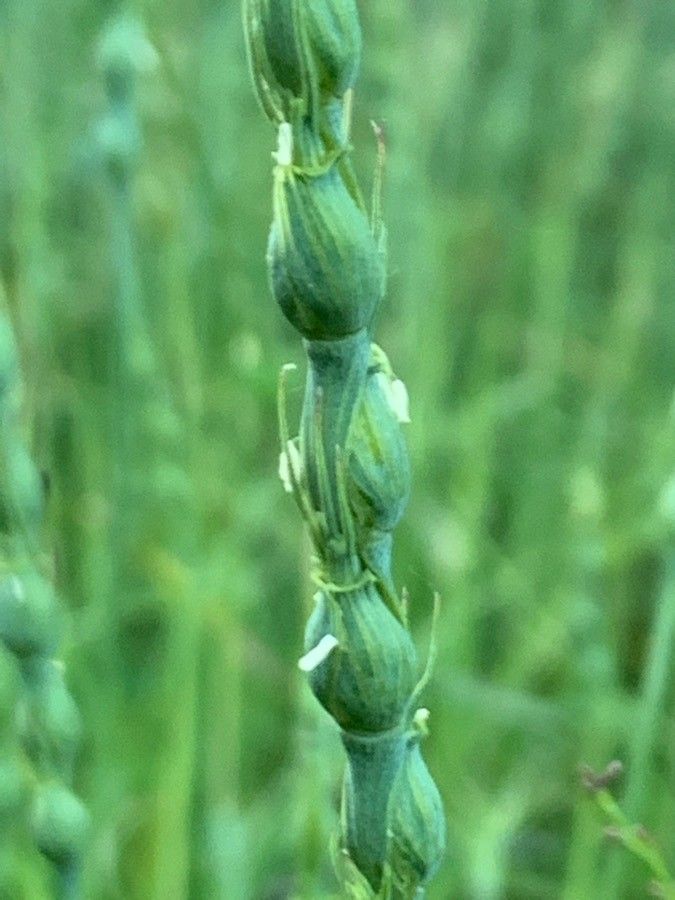 Aegilops ventricosa flower