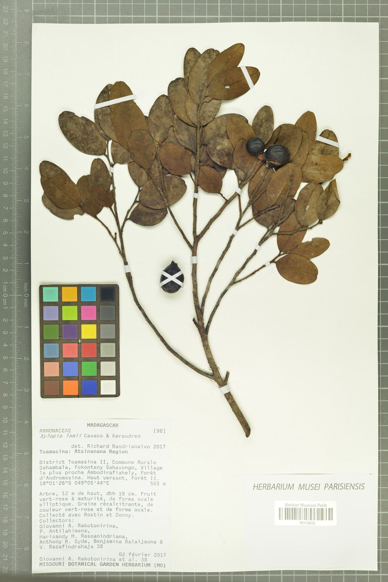 Xylopia lamii — search result for 'Xylopia'