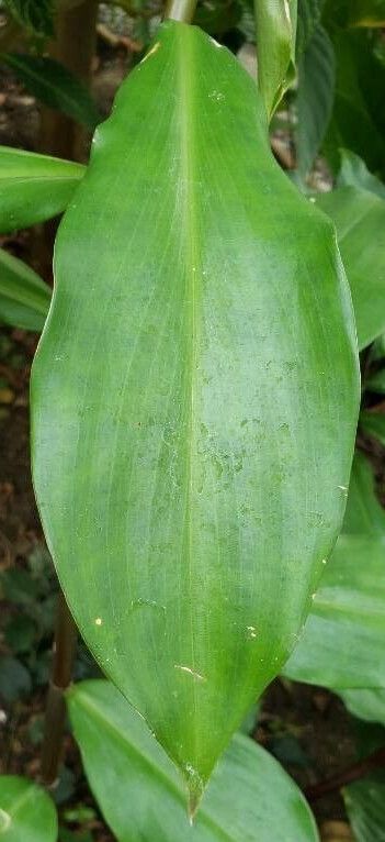 Costus pictus — search result for 'Costus'