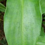 Costus pictus