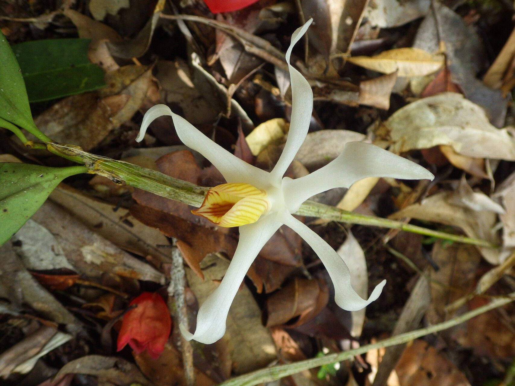 Dendrobium lacteum — houseplant care guide