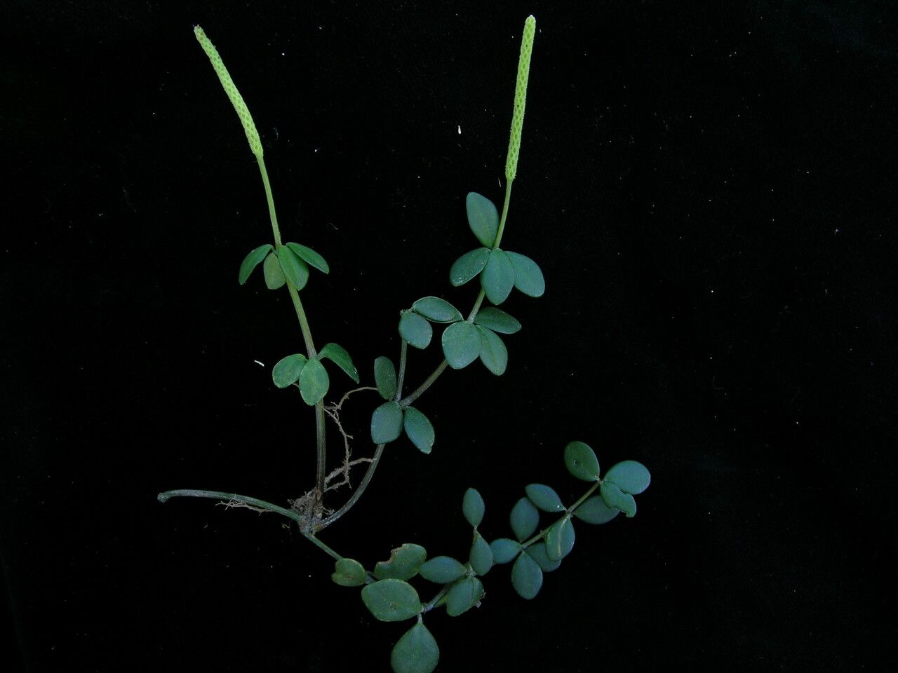 Peperomia heyneana habit