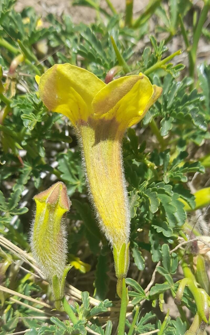 Argylia bustillosii flower