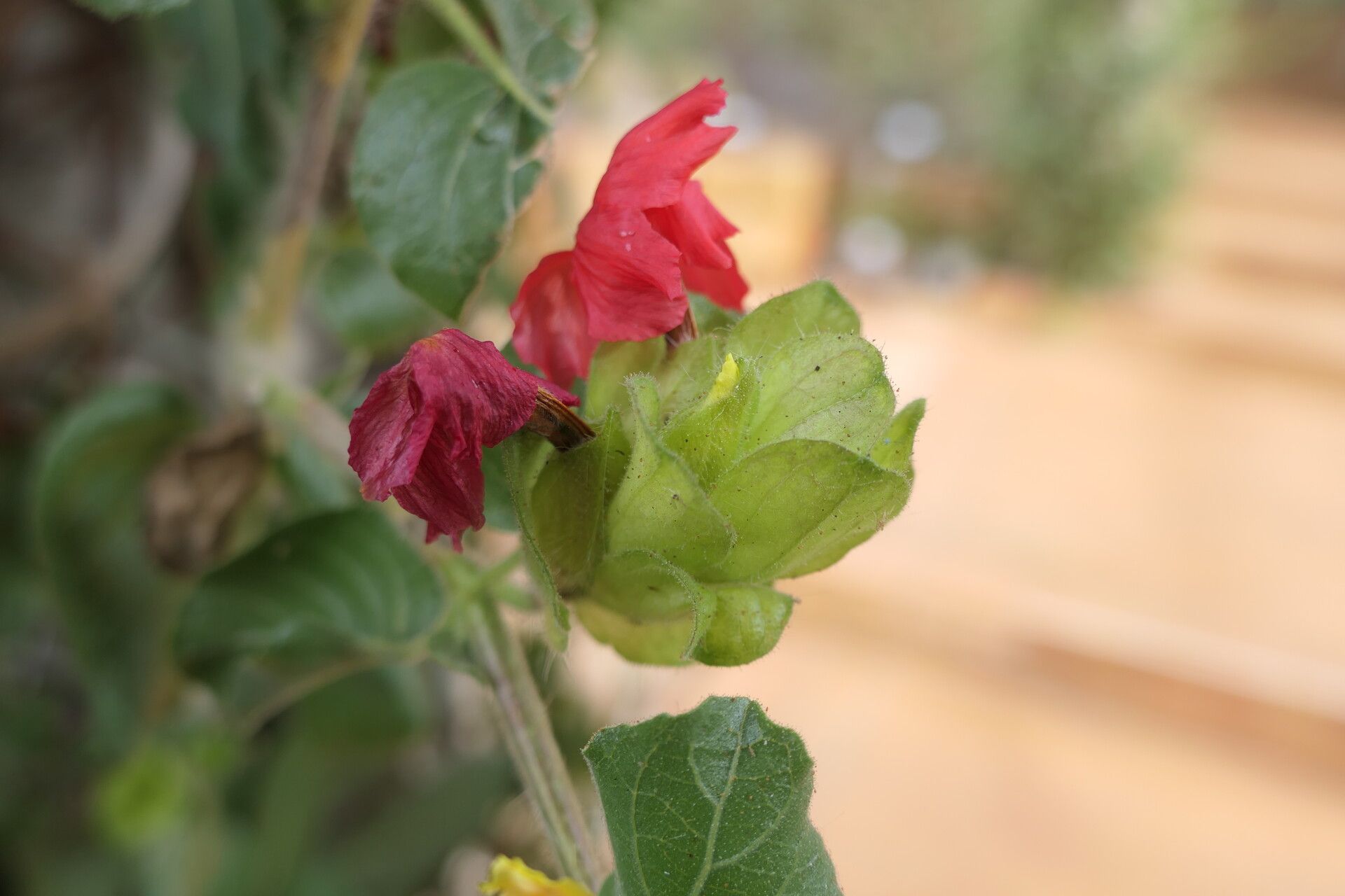 Petalidium bracteatum habit