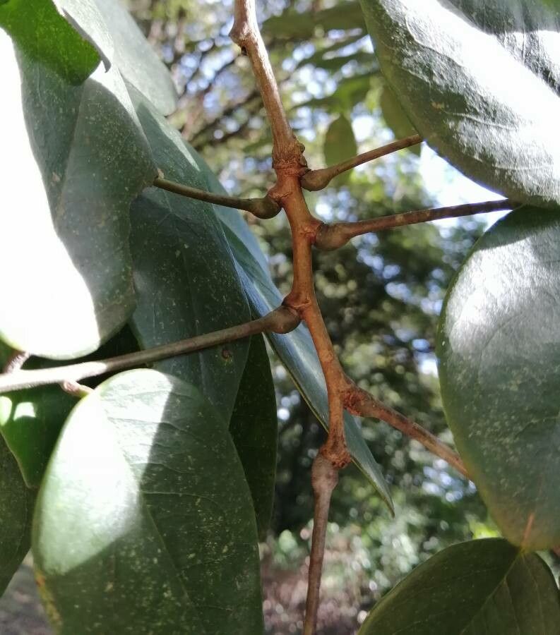 Dalbergia retusa — search result for 'Panama'