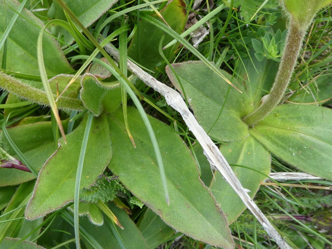 Arnica montana — search result for 'Arnica'