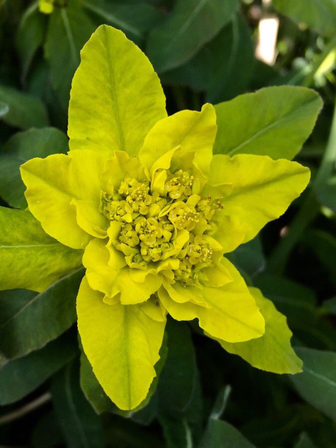 Euphorbia flavicoma flower