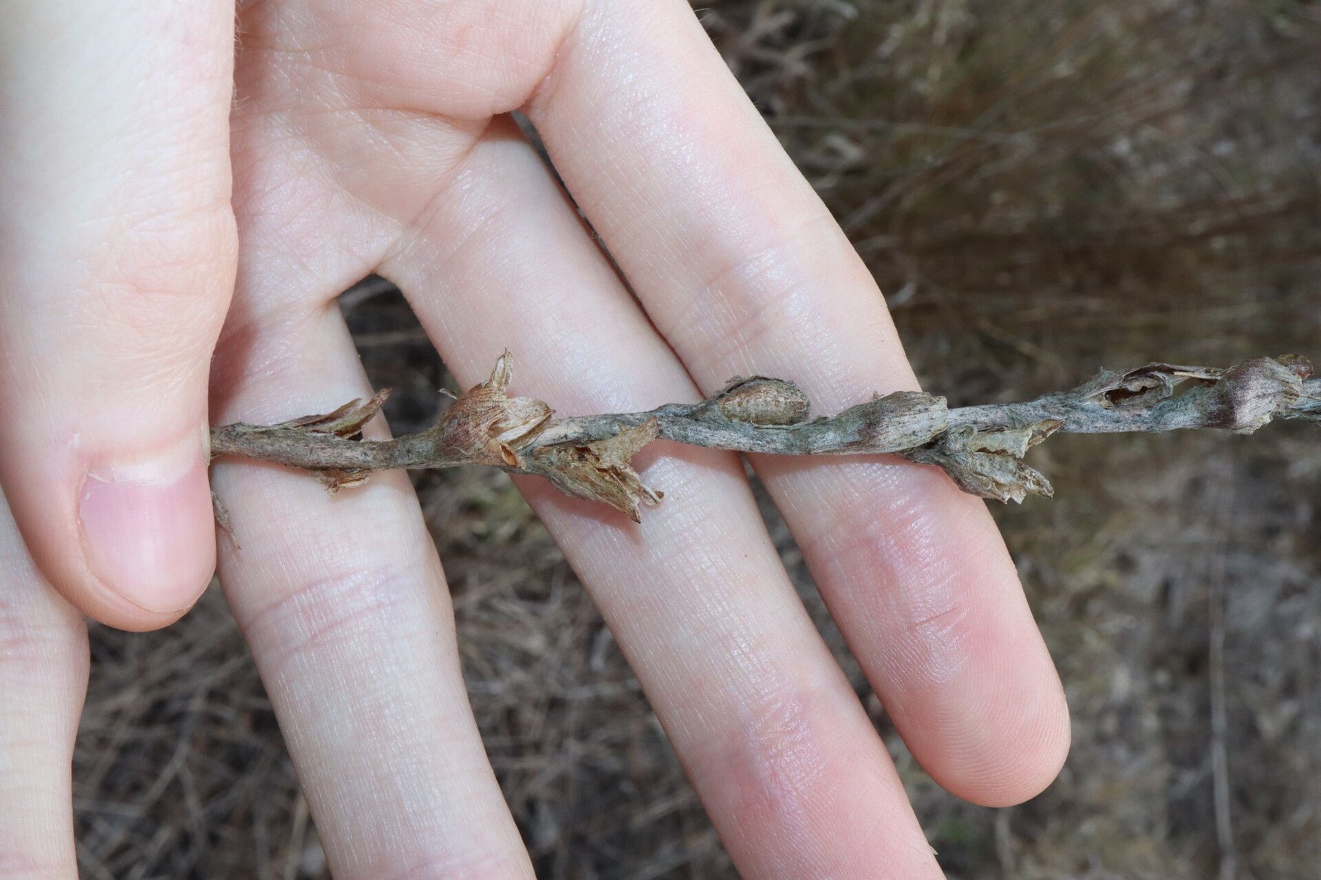 Philydrum lanuginosum fruit