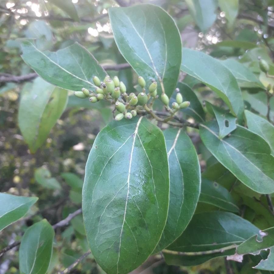 Cryptocarya lifuensis fruit