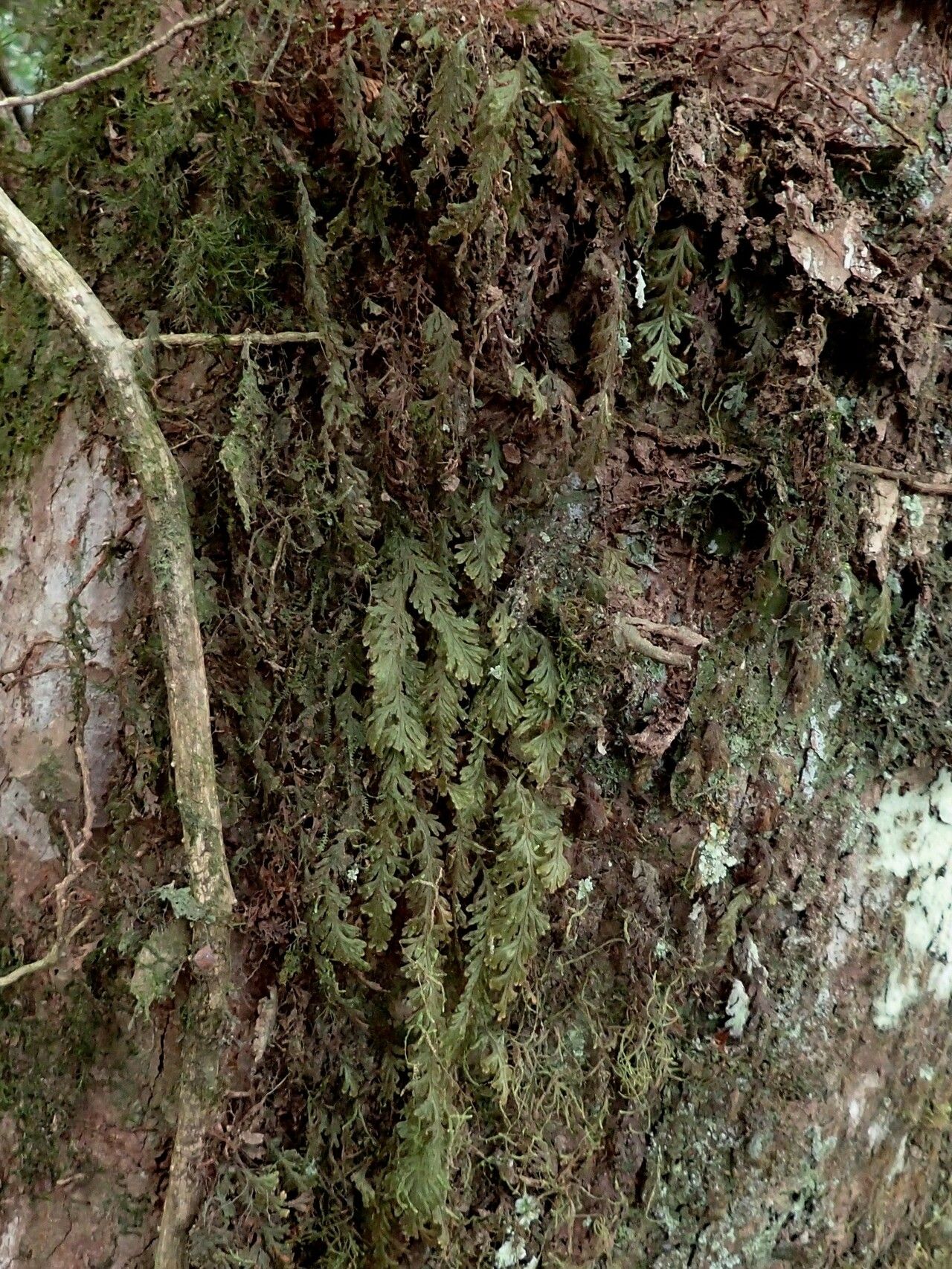 Hymenophyllum splendidum habit