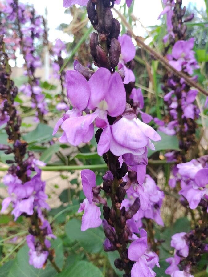 Dioclea guianensis flower