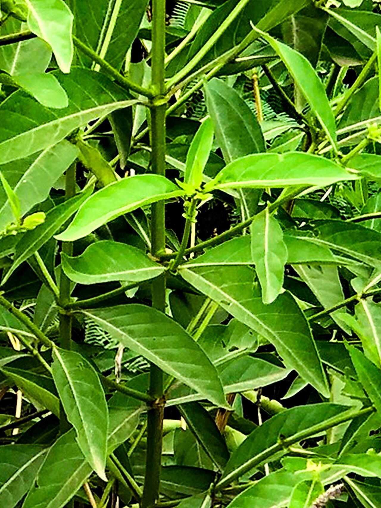 Morinda pubescens — houseplant care guide