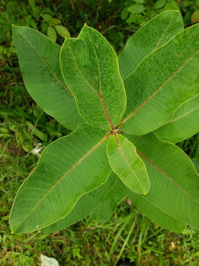 Asclepias viridiflora — search result for 'Asclepias'