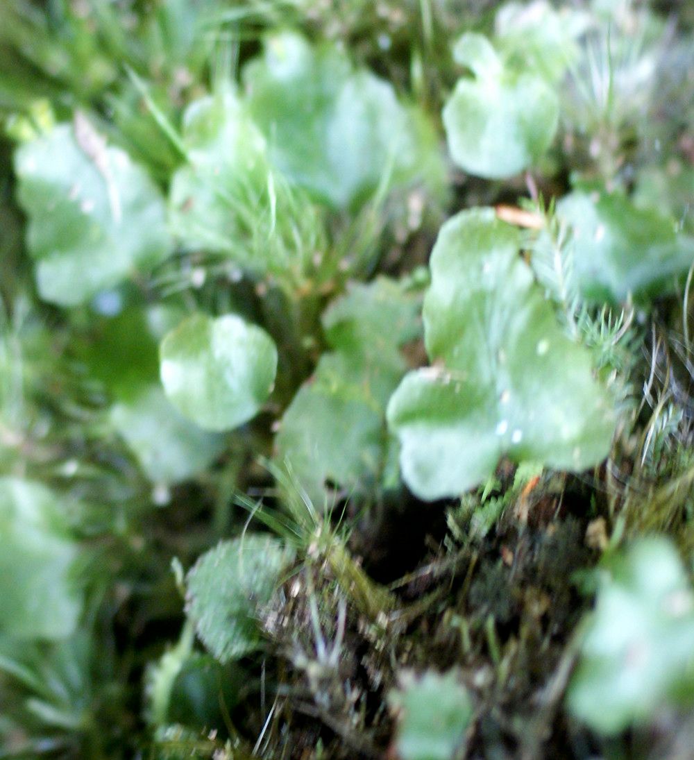 Trichomanes cuspidatum habit