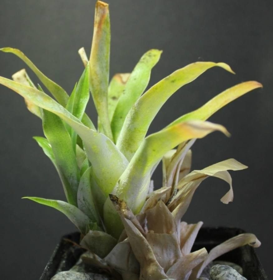 Catopsis berteroniana leaf