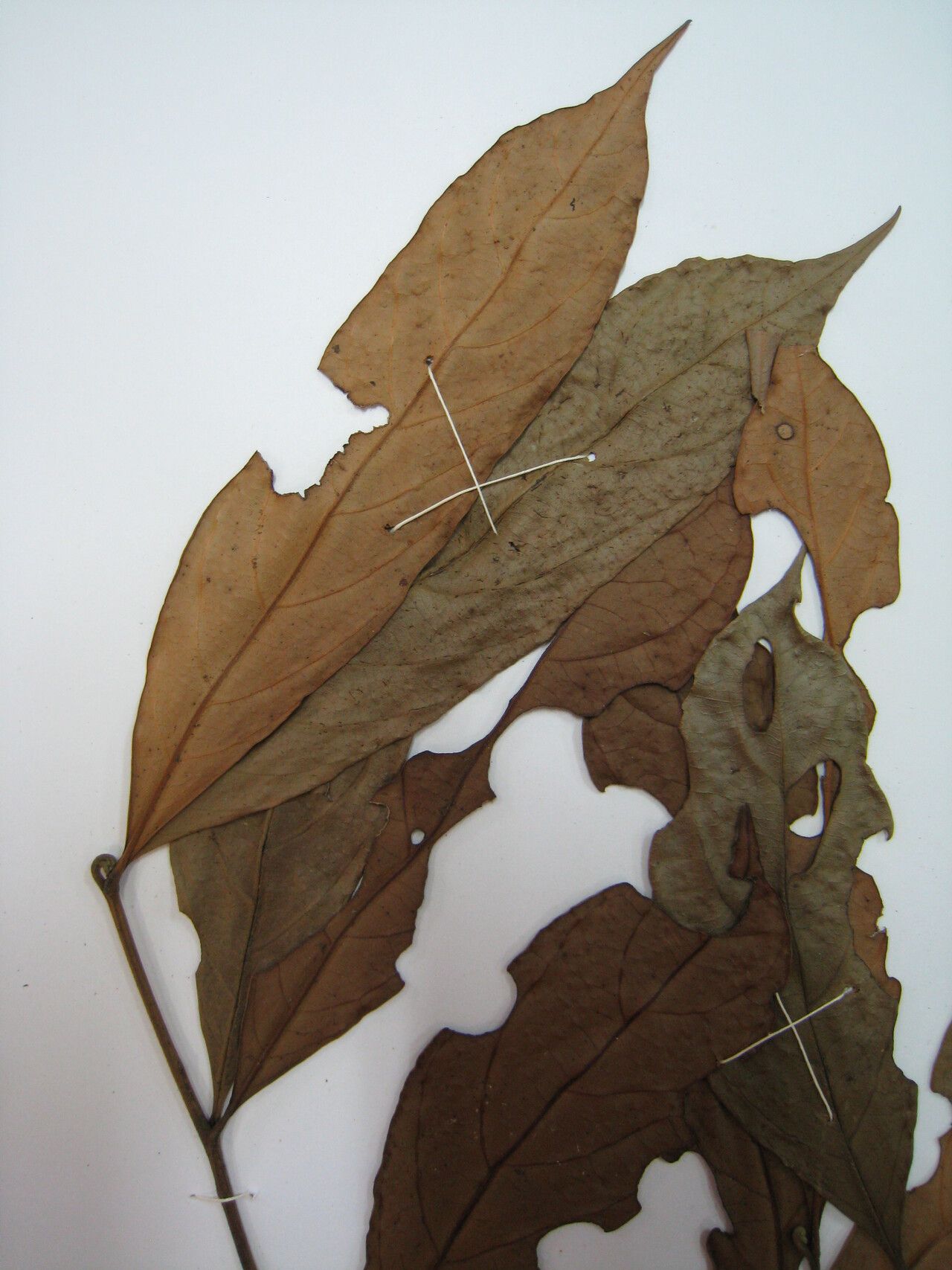 Guarea costata other