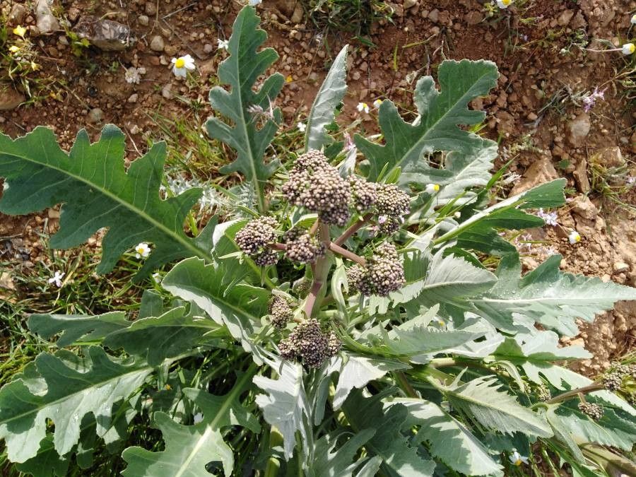 Crambe orientalis fruit