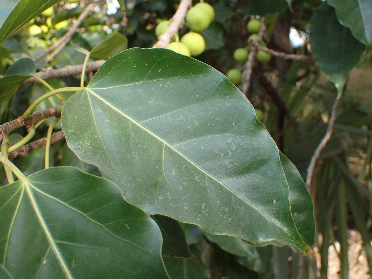 Ficus polita — houseplant care guide