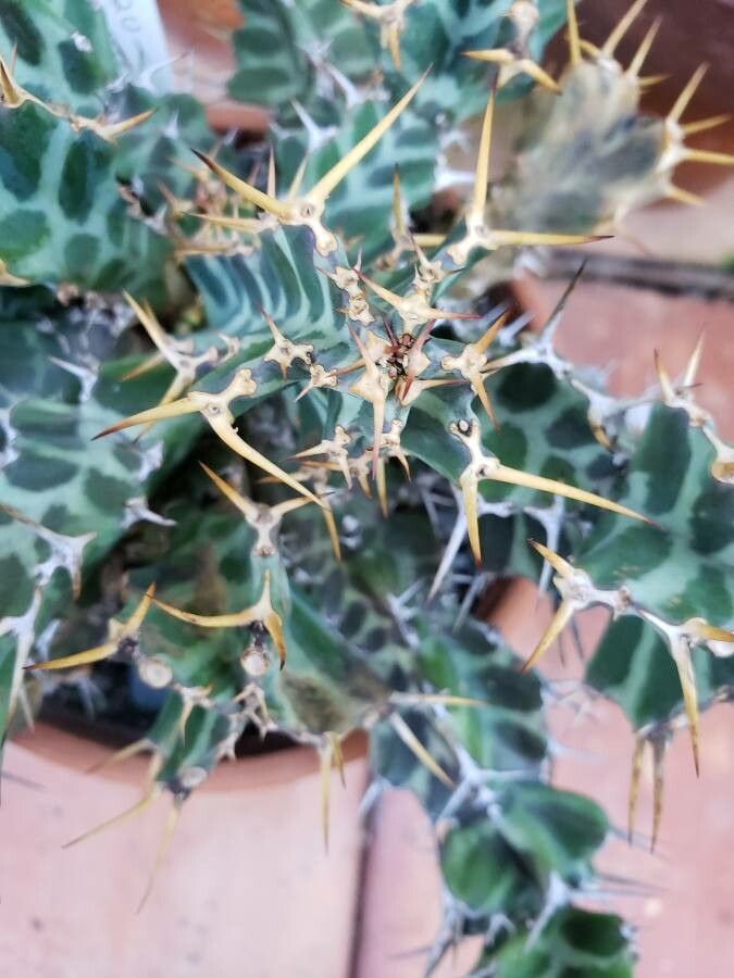 Euphorbia briquetii leaf