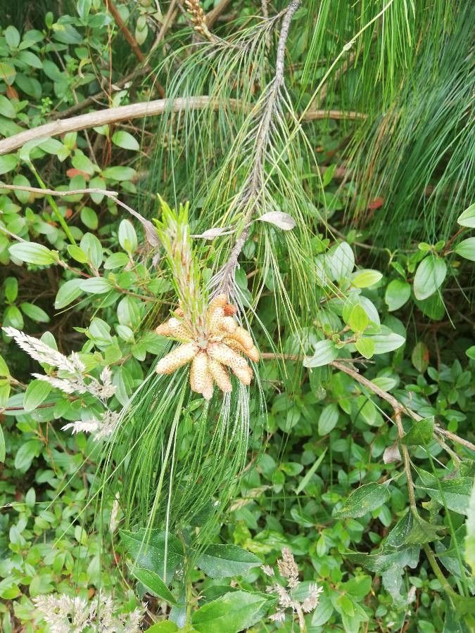 Pinus patula flower