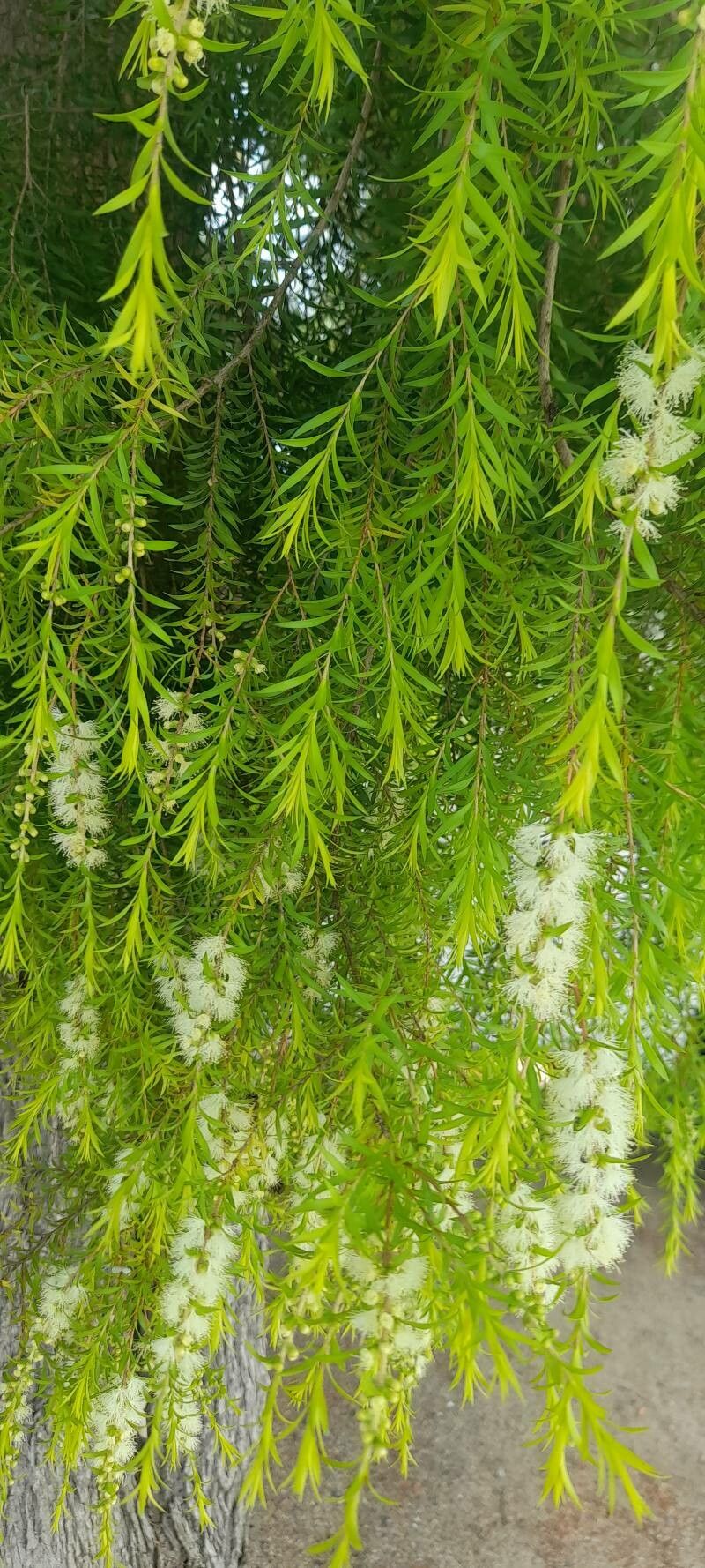Melaleuca bracteata flower