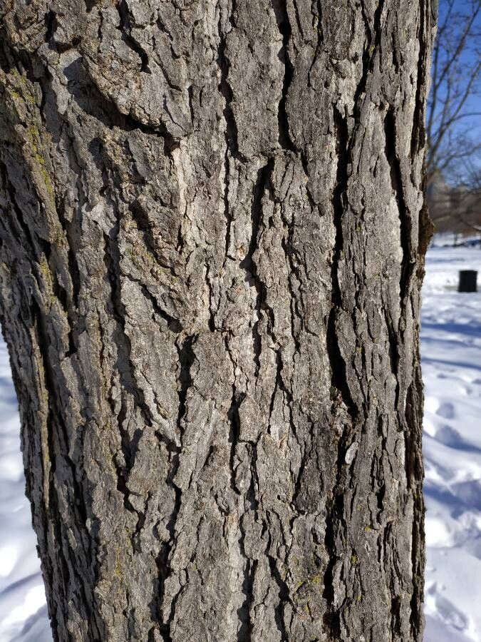Gymnocladus dioicus bark