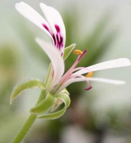 Pelargonium xerophyton flower